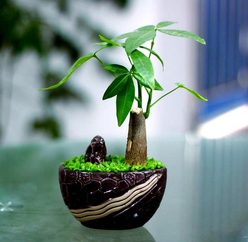 发财树放卧室的最佳位置，你知道在哪吗？